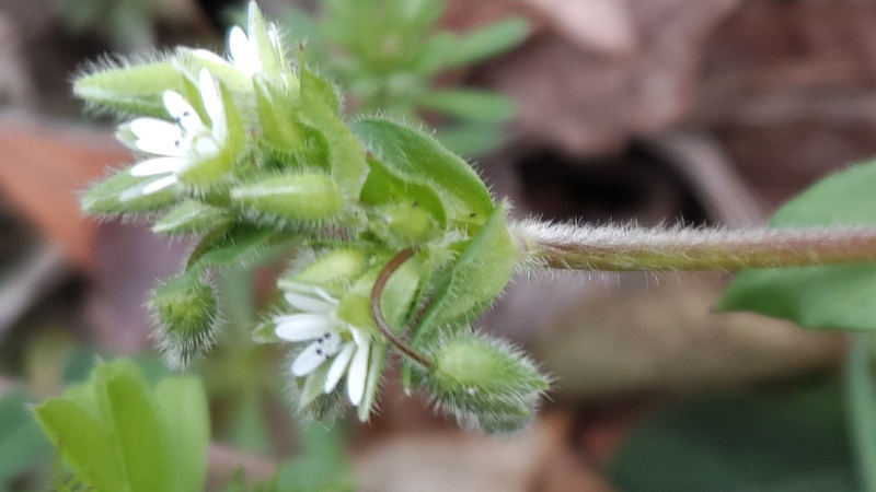 オランダミミナグサの花 横浜市旭区今川町今川公園