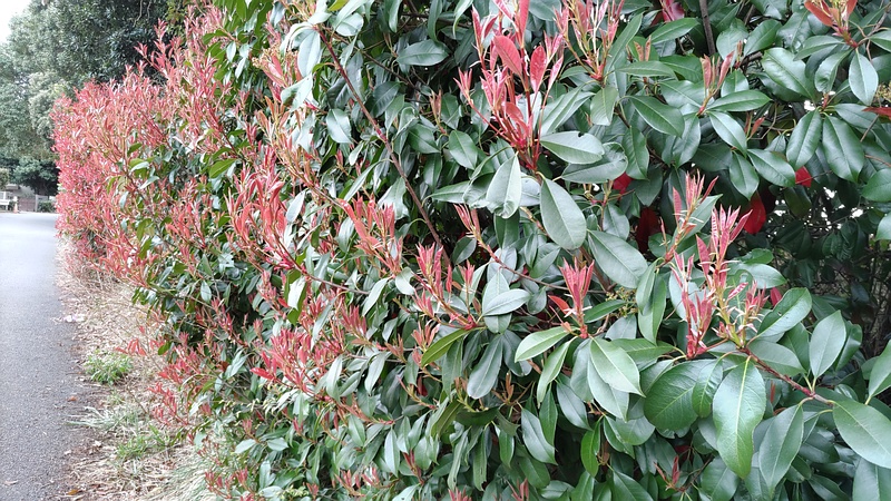 カナメモチ 横浜市旭区今川町今川公園