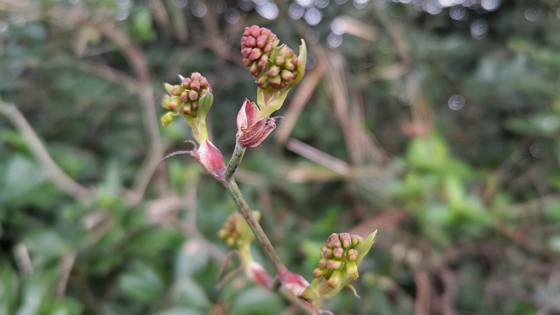 サルトリイバラの若葉と蕾 横浜市旭区今川町今川公園