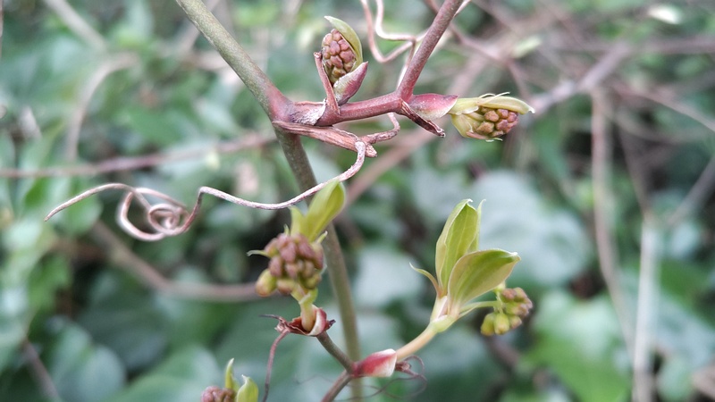 サルトリイバラの若葉と蕾 横浜市旭区今川町今川公園