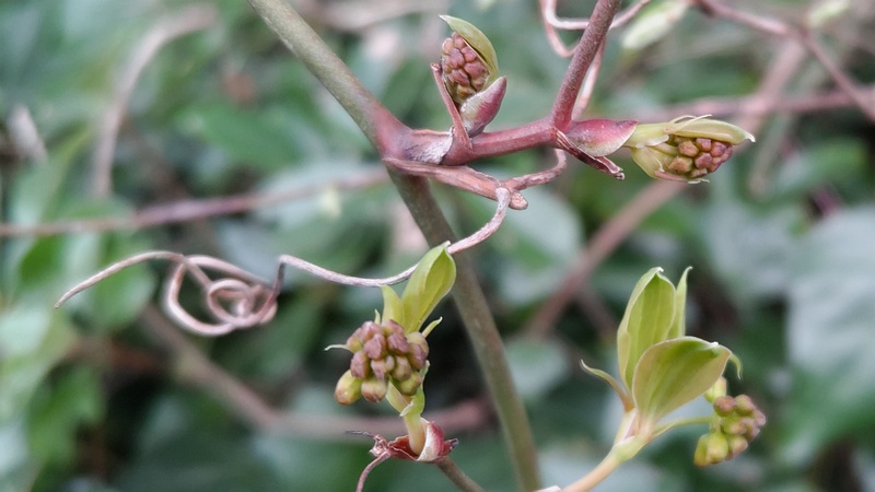 サルトリイバラの若葉と蕾 横浜市旭区今川町今川公園