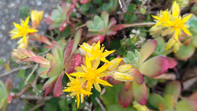ウスゲショウの花 横浜市旭区中沢町清水ヶ丘公園