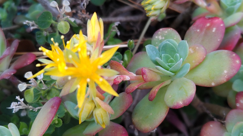 ウスゲショウの花 横浜市旭区中沢町清水ヶ丘公園