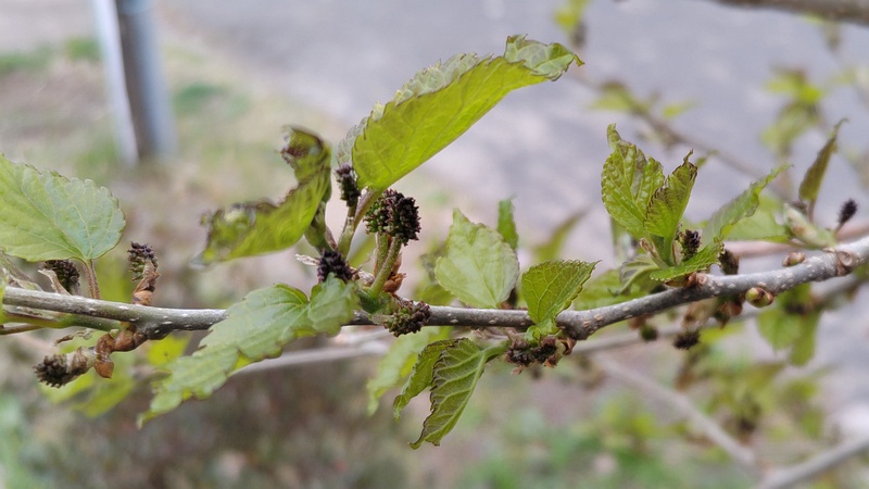 クワの新芽と雄花の蕾 横浜市旭区中沢町清水ヶ丘公園