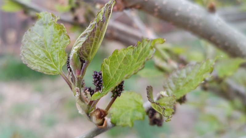 クワの新芽と雄花の蕾 横浜市旭区中沢町清水ヶ丘公園