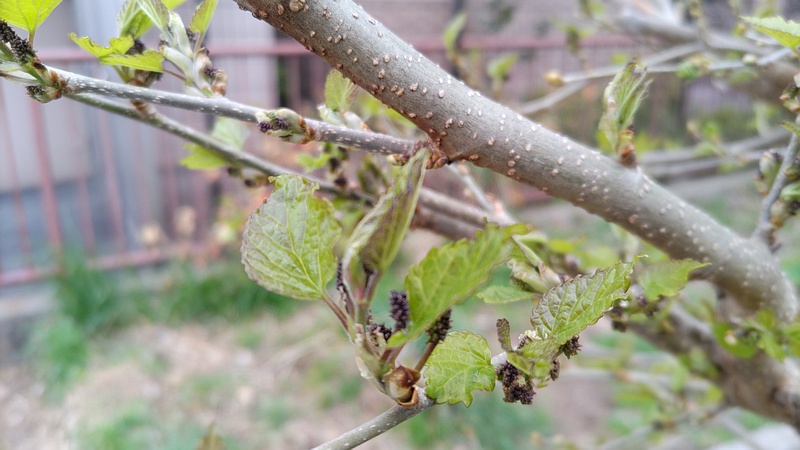 クワの新芽と雄花の蕾 横浜市旭区中沢町清水ヶ丘公園