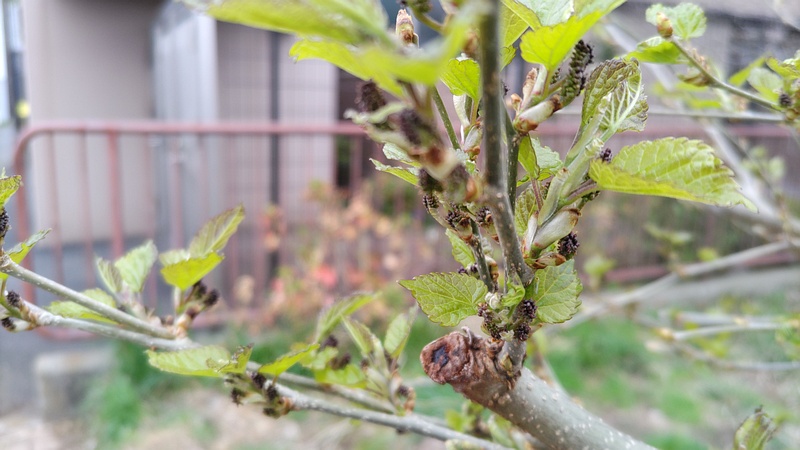クワの新芽と雄花の蕾 横浜市旭区中沢町清水ヶ丘公園