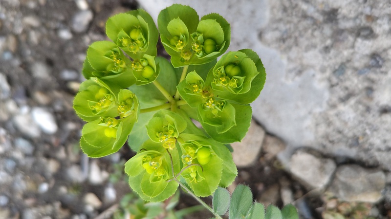 トウダイグサの花 横浜市旭区中沢町清水ヶ丘公園