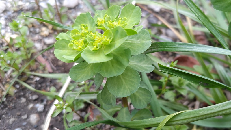トウダイグサの花 横浜市旭区中沢町清水ヶ丘公園