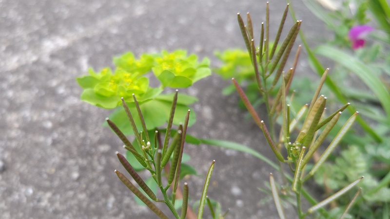ミチタネツケバナの花 横浜市旭区中沢町清水ヶ丘公園