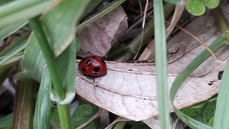 ナナホシテントウ 横浜市旭区中沢町清水ヶ丘公園