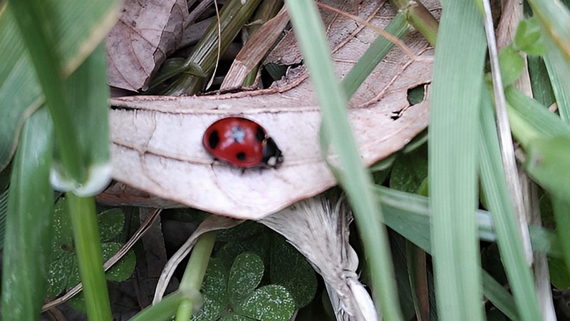 ナナホシテントウ 横浜市旭区中沢町清水ヶ丘公園