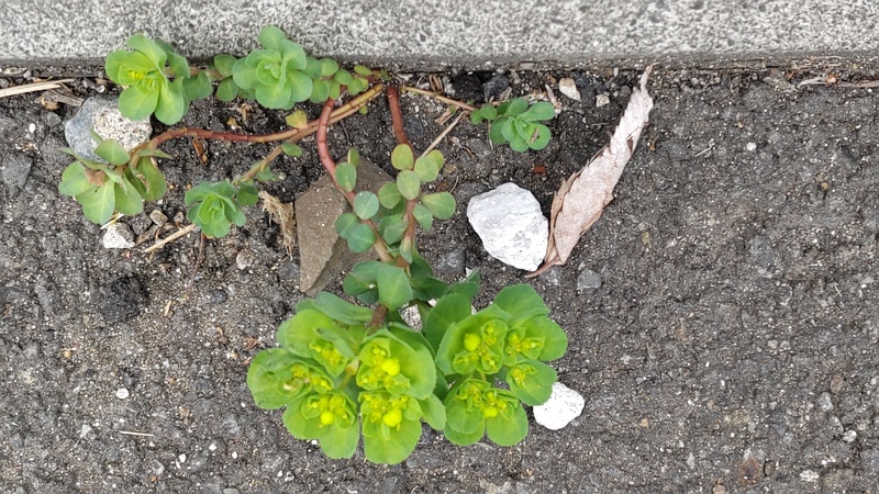 トウダイグサの花 横浜市旭区中沢町清水ヶ丘公園