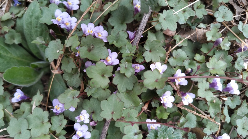 ツタバウンランの花 横浜市旭区中沢町