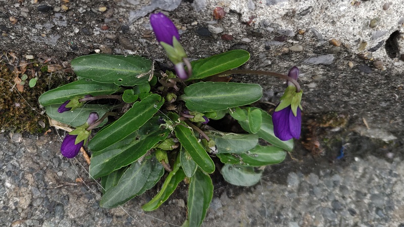 スミレの花 横浜市旭区中沢町