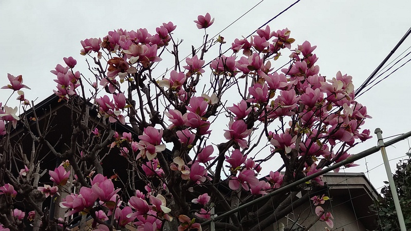 モクレンの花 横浜市旭区二俣川