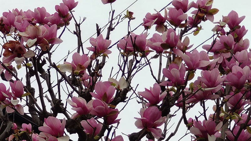 モクレンの花 横浜市旭区二俣川