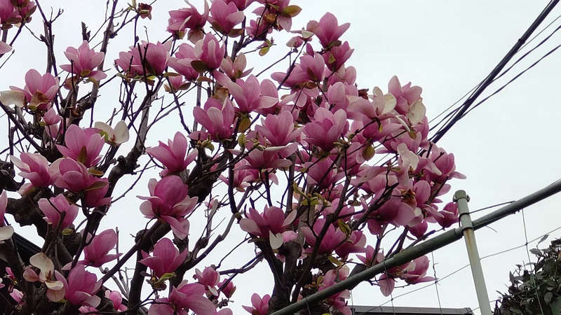 モクレンの花 横浜市旭区二俣川