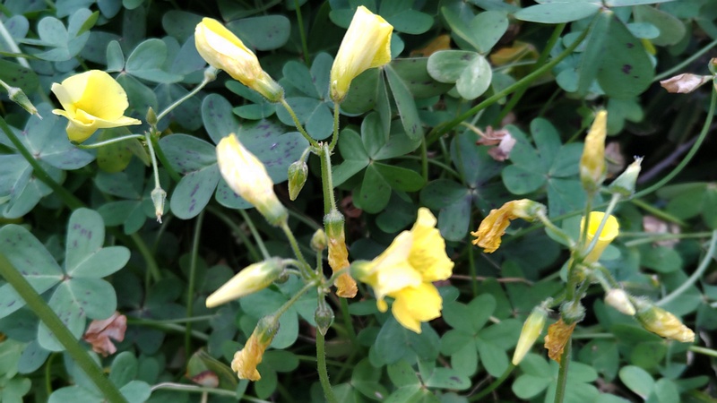 オオキバナカタバミの花 横浜市旭区二俣川