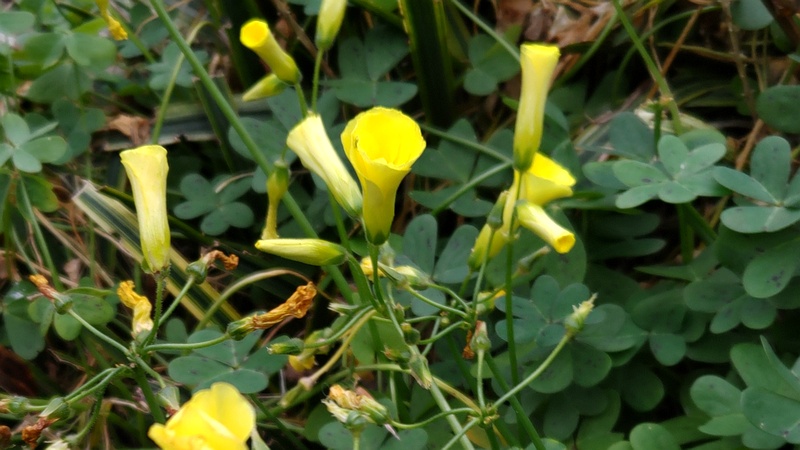 オオキバナカタバミの花 横浜市旭区二俣川