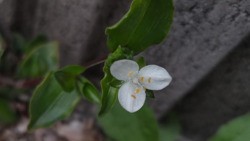 トキワツユクサの花 横浜市旭区二俣川