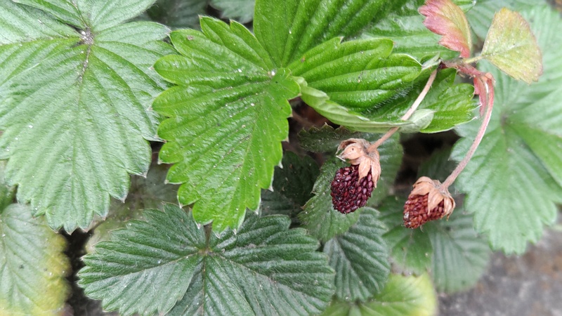 エゾヘビイチゴの果実 横浜市旭区中希望が丘