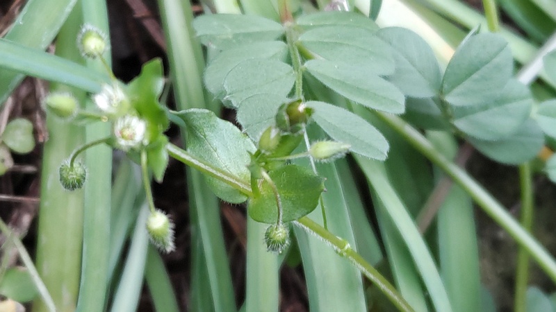 ハコベの花 横浜市旭区希望が丘ふれあいの森公園