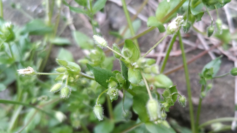 ハコベの花 横浜市旭区希望が丘ふれあいの森公園