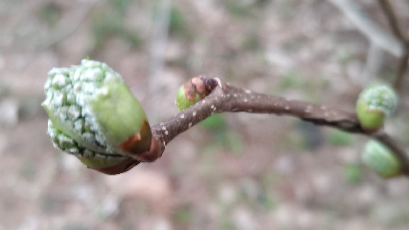 クワの冬芽 横浜市旭区希望が丘ふれあいの森公園