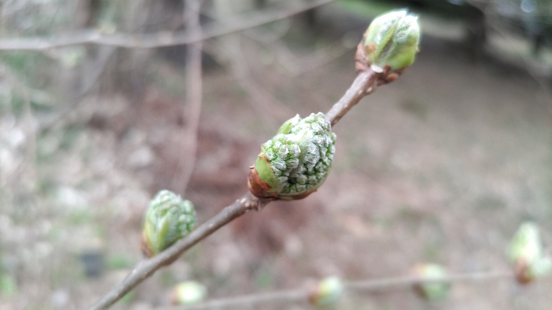 クワの冬芽 横浜市旭区希望が丘ふれあいの森公園