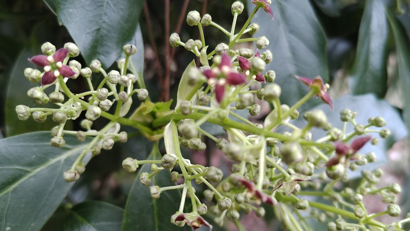 アオキの雄花 横浜市旭区希望が丘ふれあいの森公園