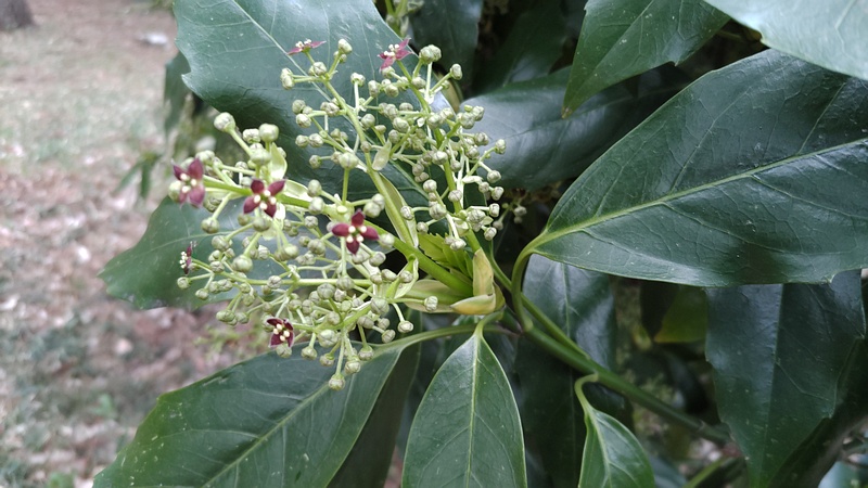 アオキの雄花 横浜市旭区希望が丘ふれあいの森公園