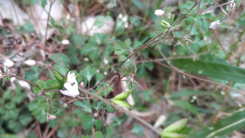 ヒメウズの花 横浜市旭区希望が丘ふれあいの森公園