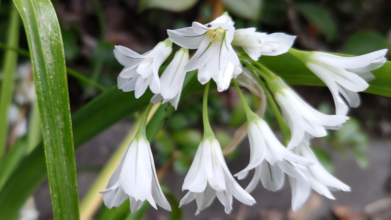 ミツカドネギの花 横浜市旭区希望が丘水の森公園