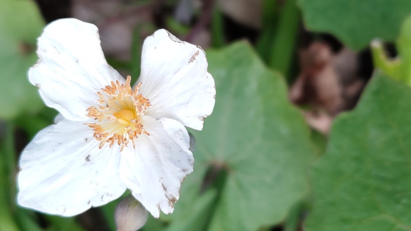 シラユキゲシの花 横浜市旭区希望が丘水の森公園