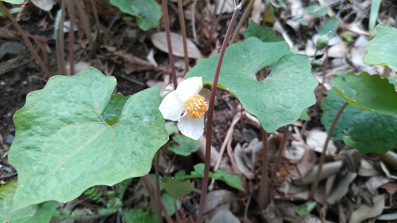 シラユキゲシの花 横浜市旭区希望が丘水の森公園