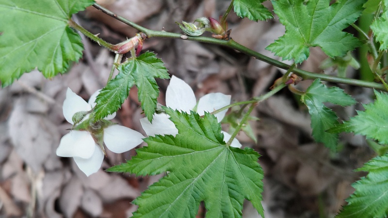 モミジイチゴの花 横浜市旭区希望が丘水の森公園