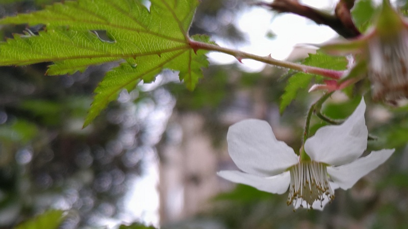 モミジイチゴの花 横浜市旭区希望が丘水の森公園