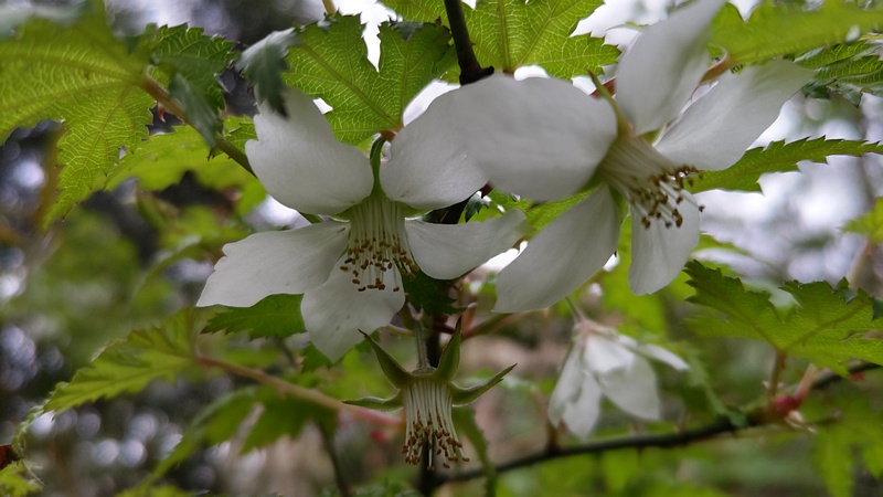 モミジイチゴの花 横浜市旭区希望が丘水の森公園