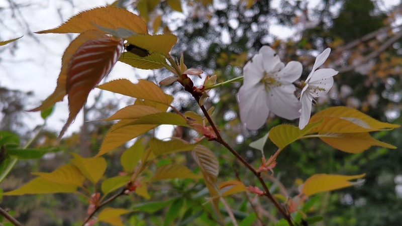 ヤマザクラの花 横浜市旭区希望が丘水の森公園