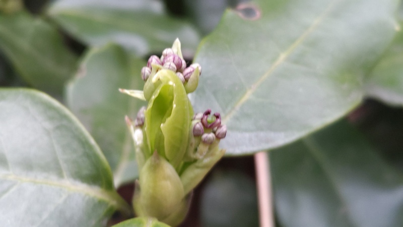 アオキの雌花 横浜市旭区希望が丘水の森公園