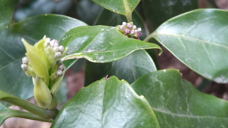 アオキの雌花 横浜市旭区希望が丘水の森公園