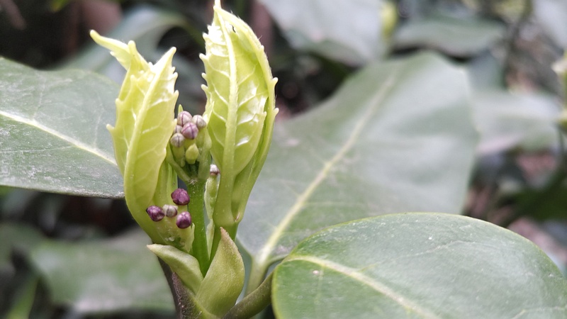 アオキの雌花 横浜市旭区希望が丘水の森公園
