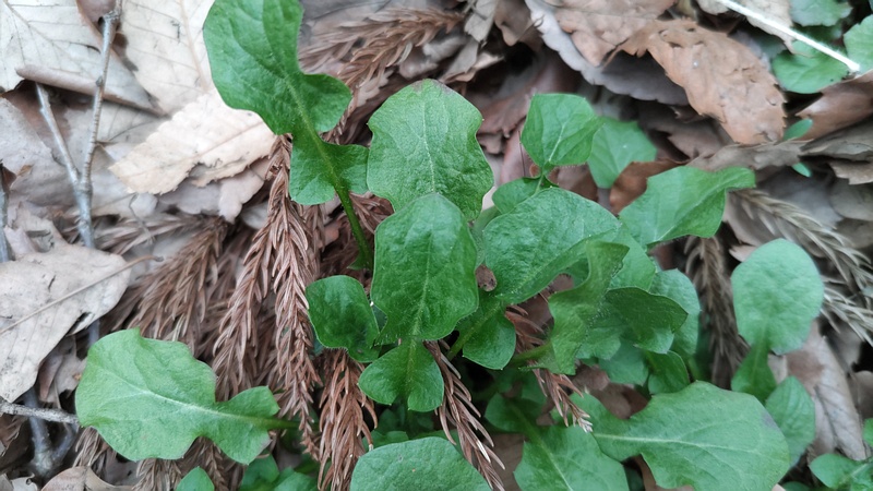 オニタビラコ 横浜市旭区希望が丘水の森公園