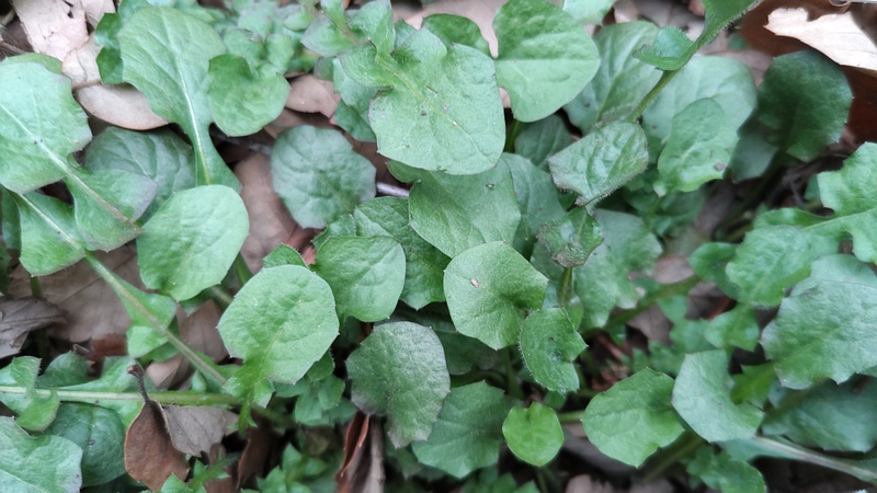 オニタビラコ 横浜市旭区希望が丘水の森公園