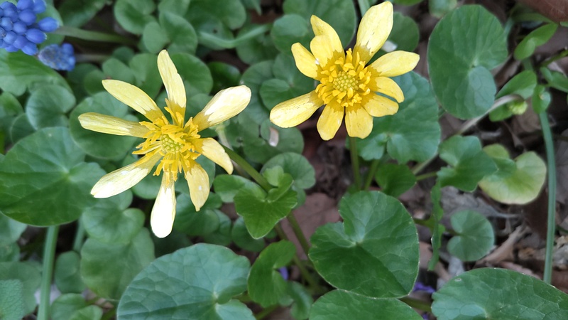 キクザキリュウキンカの花 横浜市旭区希望が丘水の森公園
