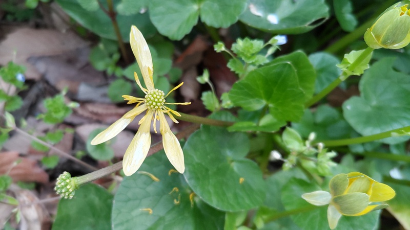 キクザキリュウキンカの花 横浜市旭区希望が丘水の森公園