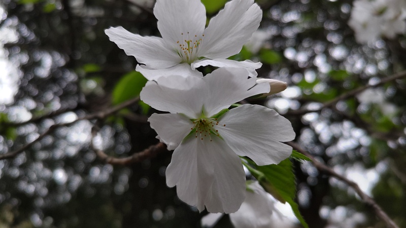 オオシマザクラの花 横浜市旭区希望が丘ふれあいの森公園
