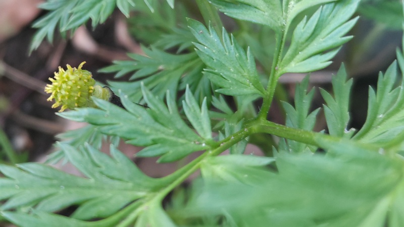 フクジュソウの果実 東京都大田区平和島公園