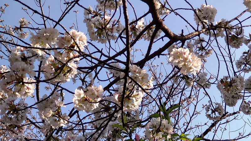 ソメイヨシノの花 東京都大田区平和島公園